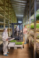 ул. Дружби (с. Небелица, Макаровский район) - Продається промисловість, 400000 $ - АФНУ